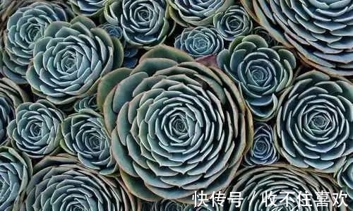 植物|神“造”般的植物奇景，仿佛画作精品，小编已深深着迷！