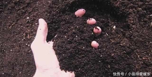 并非|圆明园成为荒芜之地,并非八国联军烧毁,最大破坏者让人意外