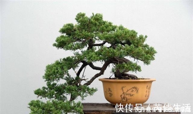 这“3种树”有钱人最爱养,比花还好看,客厅摆几盆,福气滚滚来!