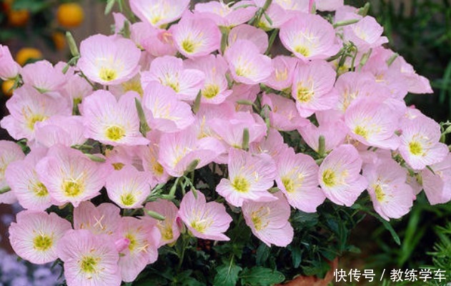 几种好看不起眼的小花,现在种刚好,一个夏天都开花!