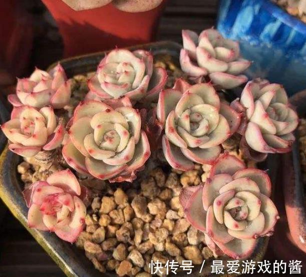 寒冬腊月,养多肉如何浇水?看看养花高手怎么说