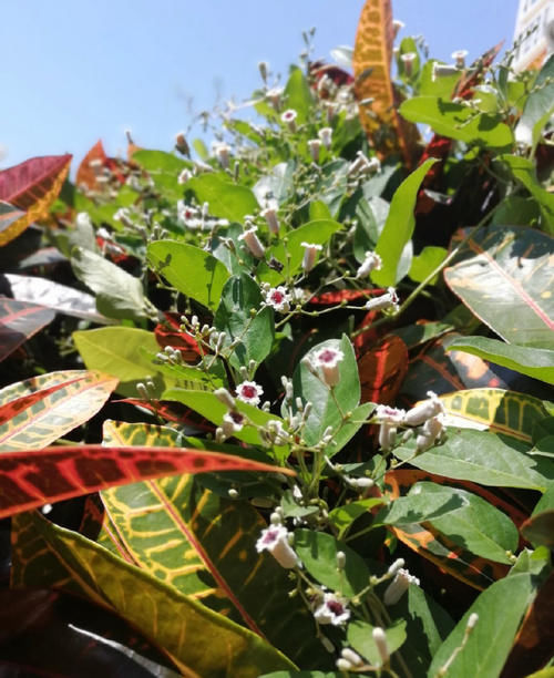 耽误|被名字耽误的美食，这里的人用“鸡屎”祭祀神明