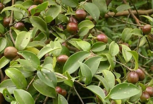 野生一斤100元,种植一斤70元,极受欢迎,越来越多农民种植