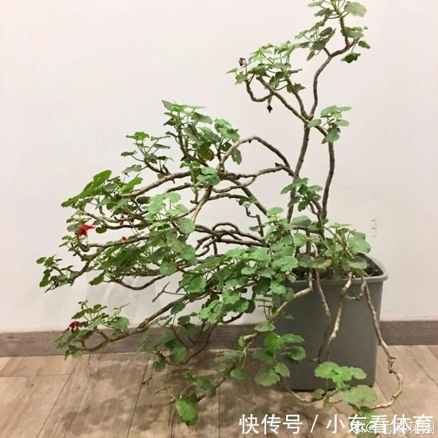 叶子|10种花要控水,天热反而不能浇,一浇水就死