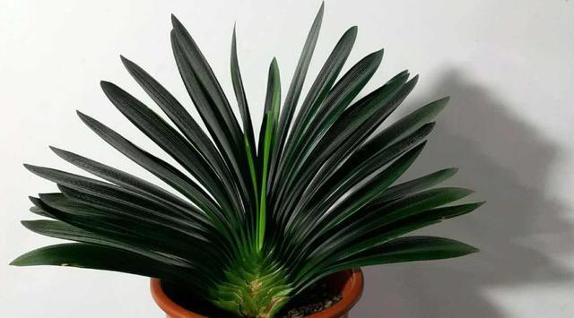 花友们|君子兰不开花,却不知道问题在哪老花匠这些地方有讲究