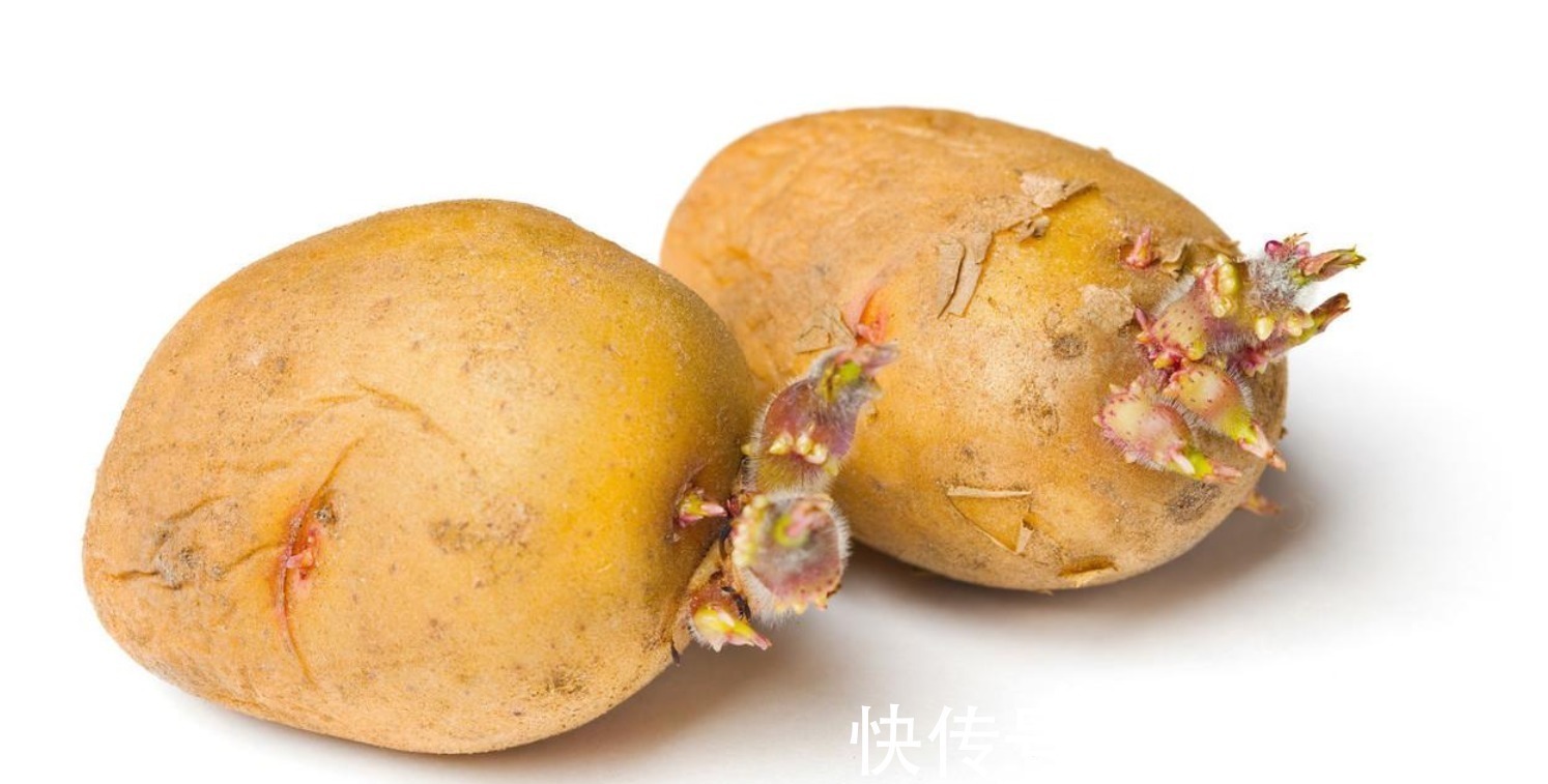 中毒者|发芽的土豆为什么不能吃如果吃了会有哪些危害