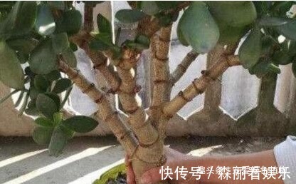 老桩|玉树喜欢喝“酸水”，10天喝一次，枝条“老得快”，开成大花树