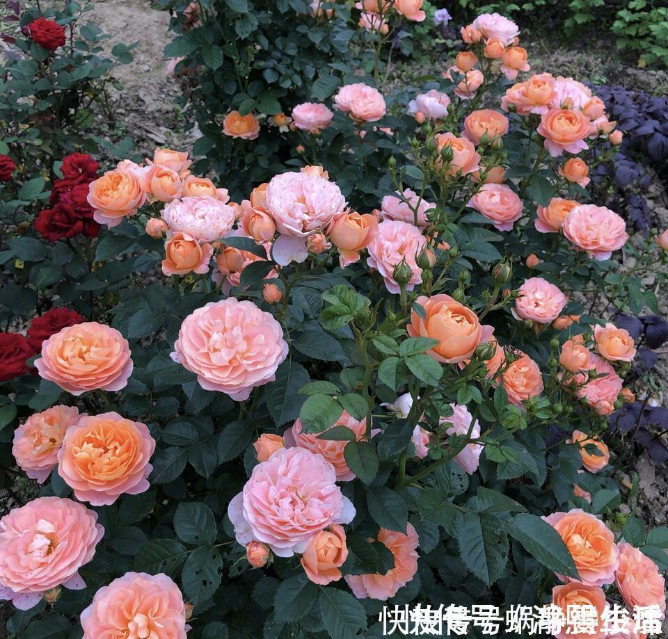 残花梗|月季开完花,这样一处理,2周以后花芽“嘟嘟冒”,花朵开爆