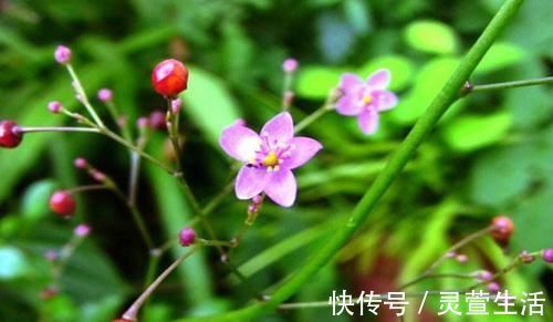 野菜|農村常見的“野人參”，被很多人家買來當人參的替代品，農村人卻當野菜吃