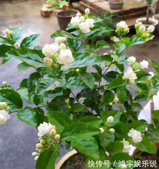 开花植物没香味关键原因有2点,给它做充足,只要开花满屋飘香
