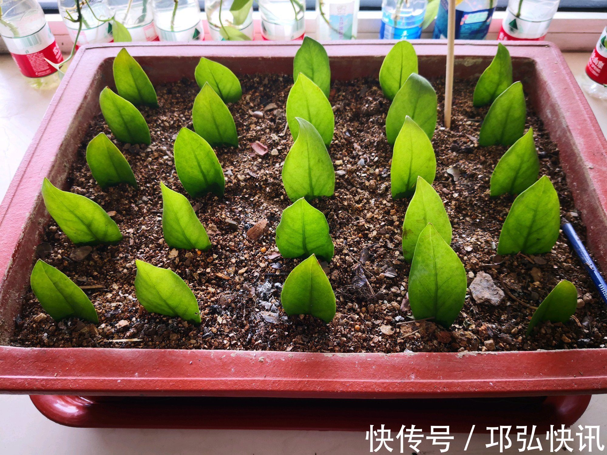 金钱树怎么浇水按照3种方式浇水，金钱树长势旺不黄叶掉叶