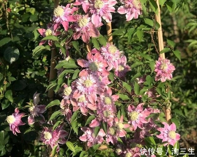 铁线莲在冬季越冬就会枯死?有多少送给我,来年院子变花海