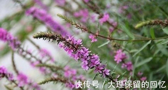 腰痛|十个女性九个腰痛，此物煮粥吃，腰不疼了，手不麻了，身体棒了！