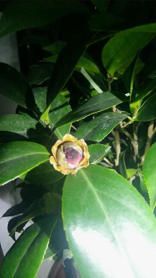 花蕾掉光的茶花,一点都不好看了,该怎么解决?