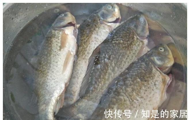 下酒|鲫鱼最好吃的做法,鱼肉鲜嫩又入味,下酒又下饭