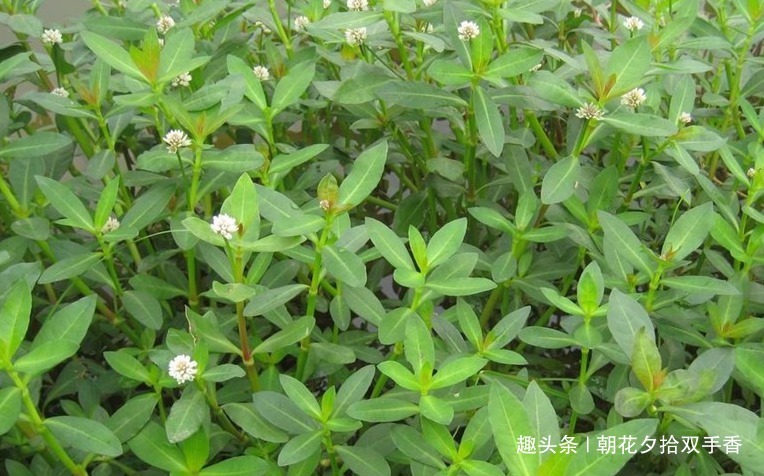 水沟|长在水沟里的一种野草,人称“水花生”,幼嫩茎叶可食用亦可入药