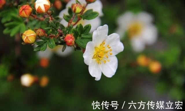 杜鹃花|青海夏季的山坡是这么的美丽，杜鹃花是最好的花