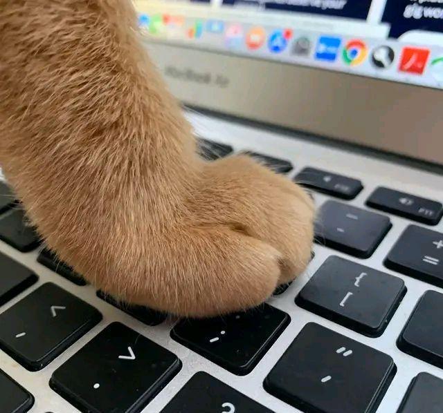 收养|女孩收养了一只猫,一年后,她觉得自己快要被猫搞疯了