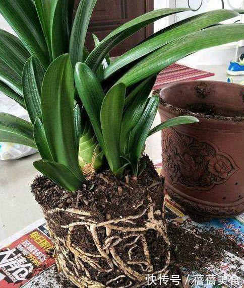 做好这几件事,新手也能养出株型端庄叶片苍翠挺拔的君子兰