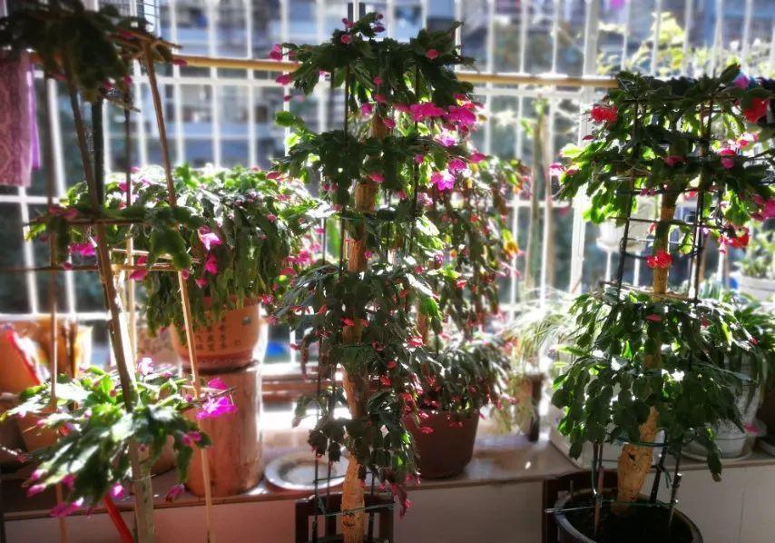 最小的盆,养最牛的花,还能开爆盆,真牛!