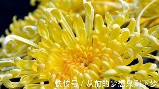 农历十一月大雪过后，养什么花？家里养3种花，学业有成龙马精神