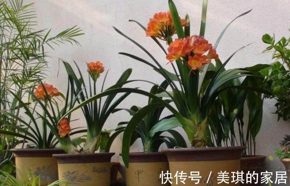 5种“富贵花”，客厅养一盆，贵气又吉利，有钱人家都爱养