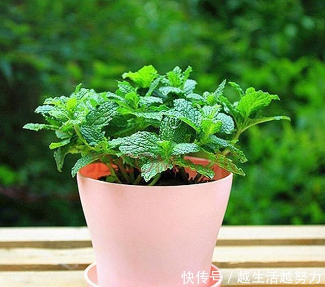 薄荷土里加“一料”,不枯黄不徒长,蹭蹭冒嫩芽,清香怡人一整年!