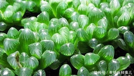 多肉植物|多肉半死不活,浇水也不行教你3招,吹气般的胖起来!