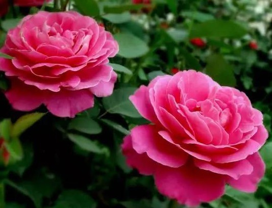 30年老花农,养月季详细方法记住“这几点”,不愁月季养不好