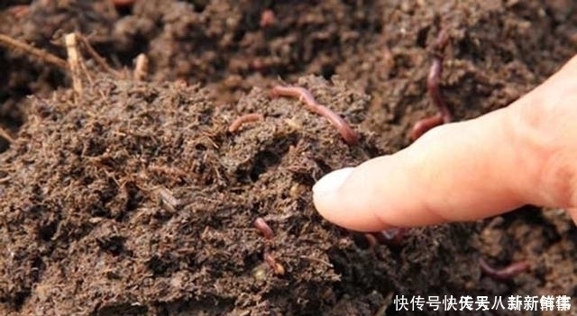 浇水|淘米水、啤酒水都别用,老花农只用它泡水,什么花都能浇,疯长