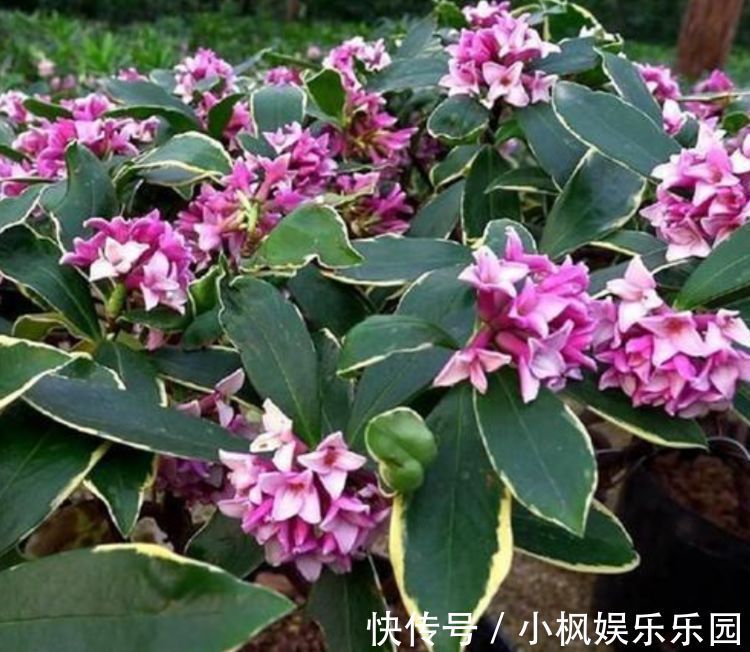 好运|4种花养在家里,一整年都有好运气,养在哪里都爆盆,好运到来