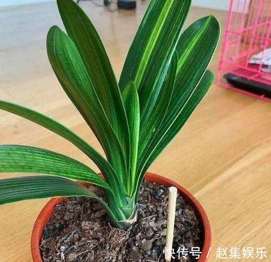 根系|春夏秋冬养君子兰,浇水各不相同,“诀窍”在手,开花成“群”