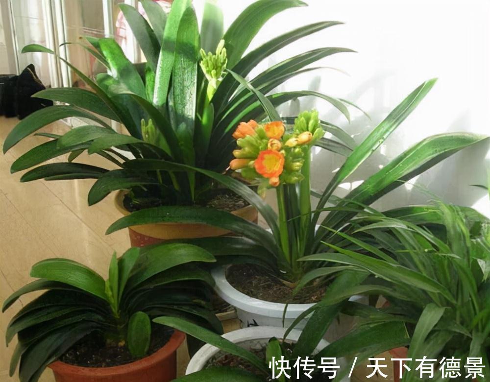 想要“养好”君子兰,建议改掉“3个坏习惯”,做对2件事