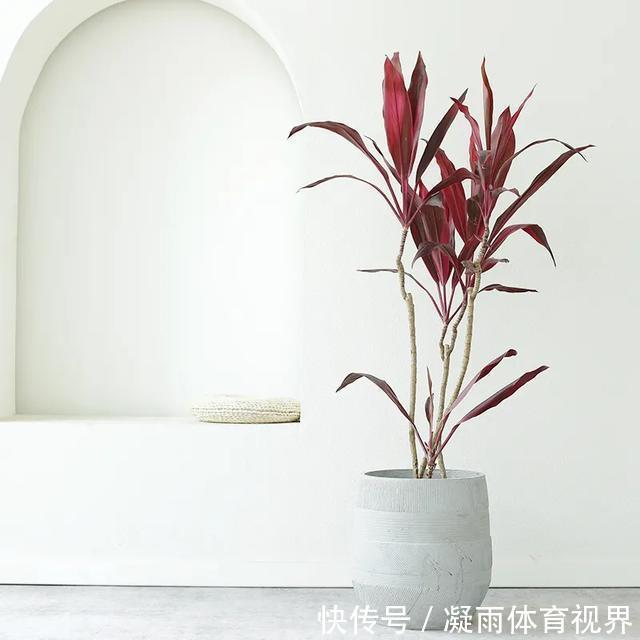 幸福树|2021年最流行的客厅花卉植物,看看哪种最适合你家