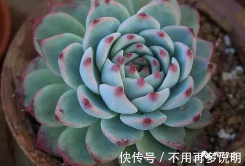 多肉就养这7种,散养不用管也能呼呼长,想养死都难!