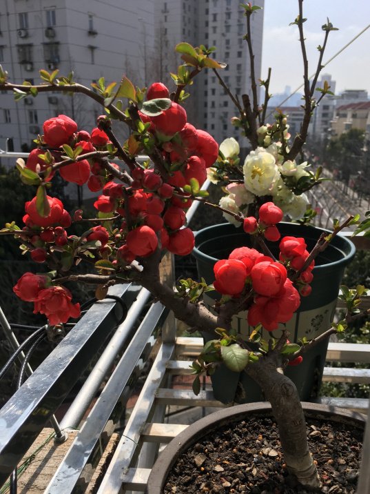 海棠花|新买的海棠，土壤硬邦邦？洗个泥水澡，根系撒欢长，红花压海棠