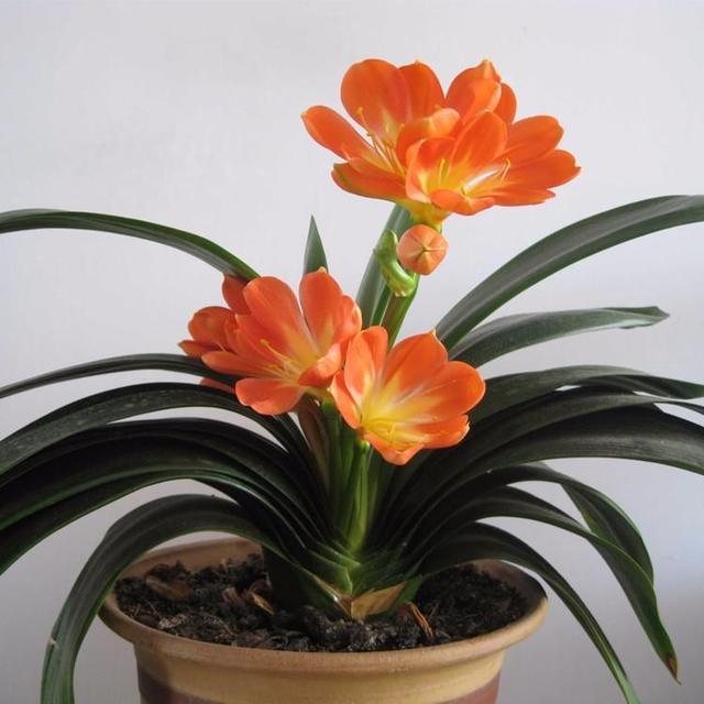 大白根|君子兰根系粗壮,花箭乱窜,多亏了这2步,现在实施时间正好!