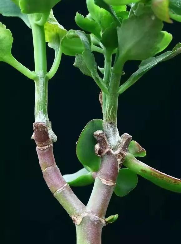 玉树砍一刀,插上长寿花,10天就成活,5个花色轮番开,变大花树