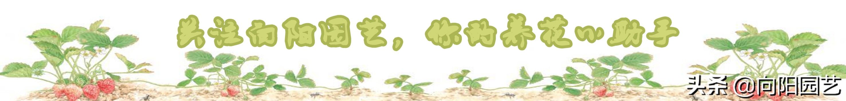 苗子|玉露也能叶插，时隔大半年，叶插成功了，分享扦插全过程