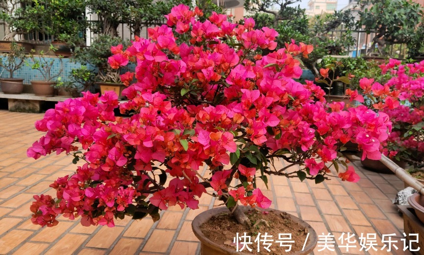 总结养花“十大问题”，只要学会，你就是养花大神