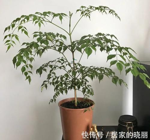 盆栽|盆栽幸福树掉叶枯叶的三大原因,教你辨别和挽救它
