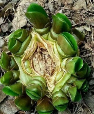 原来砍头有这么多妙处,烂根黄叶别再困扰,拿把菜刀一砍就完事!