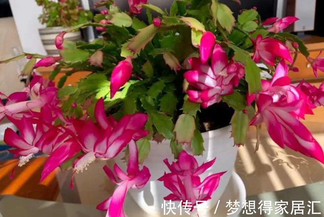秋季照顾蟹爪兰，做好这些，刚苏醒的株苗才不黄叶烂根