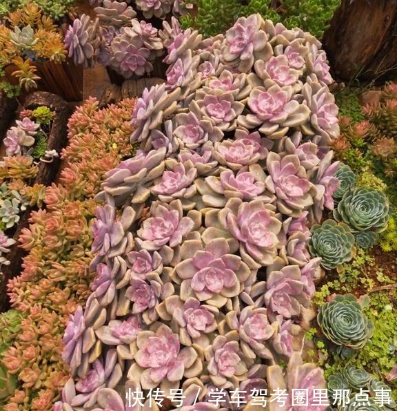 以树干为花盆,可以把紫乐养出“一面墙”,感兴趣可以试试!