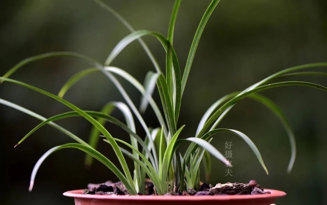 技巧|夏天养兰花,传染病是如何传播的?掌握几个技巧,避免兰花患病害