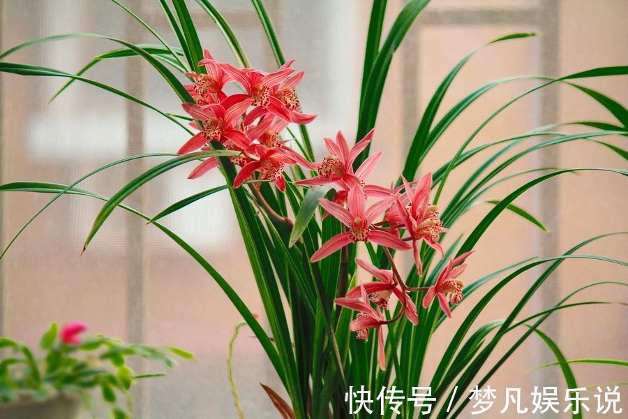 家里别养绿萝,铜钱等普货了,我教你养建兰,不仅好养而且高雅