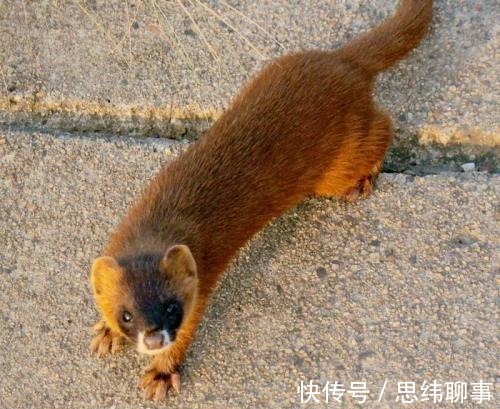 老人|为什么大家从不吃黄鼠狼?难道是迷信?东北老人说出真正的原因