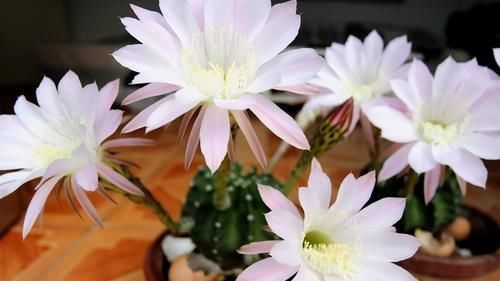 小诀窍|养花的9个小诀窍,养花时,使用这些诀窍,帮助你成为养花高手