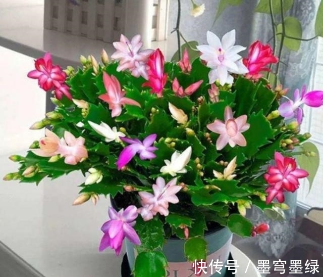 鸳鸯茉莉|9种花不用花钱买，掐根枝条插土里，2周即可生根，好养易成活