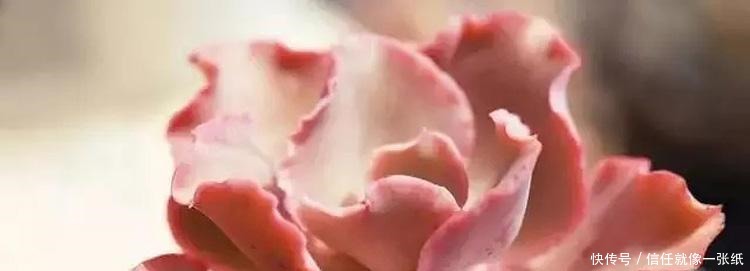 用最简单的方法,杀最难缠的多肉虫害,轻松杀灭蚧壳虫和小黑飞!